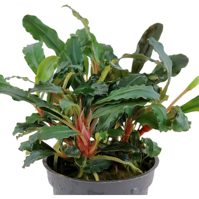 Акваріумна рослина Bucephalandra sp. 'Red' AquaOne, 3 шт, водна рослина для акваріума, повністю вкорінений кореневище, легкий догляд, для акваскейпінгу та декору