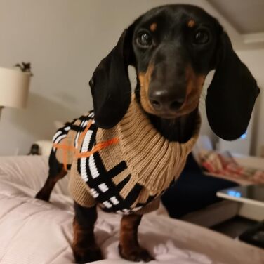 Теплий в'язаний пуловер для собак та котів: стильний, в'язаний, з візерунком, для чихуахуа, такс, мопс, XXL