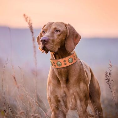 Didog нашийник для собак із натуральної шкіри, широкий 5 см, м'який, міцний, розкішний, для середніх і великих собак, розмір XL (регульований 47-55 см, коричневий)