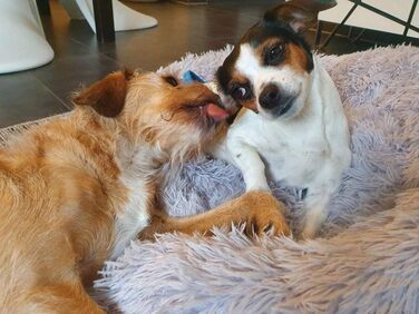 М'яке ліжко-софа для собак Deluxe, кругла, з плюшу, 60 см, світло-сірий колір. Підходить для великих і екстра-великих собак та котів. З водонепроникною основою. Легко миється.