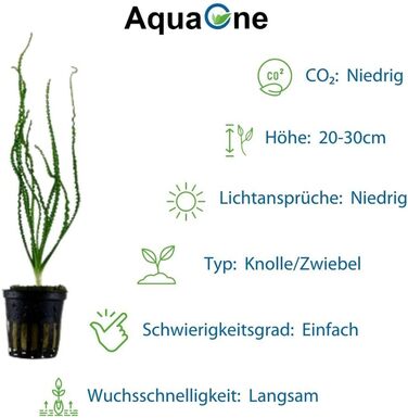 Набір акваріумних рослин 3 шт. Ексклюзив: Crinum calamistratum, Bucephalandra 'Kedagang', Nymphaea Lotus для акваскейпу