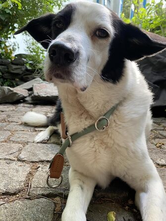 Нашийник для собак Leisegrün Devon, паракорд, зелений, регульований, розмір M