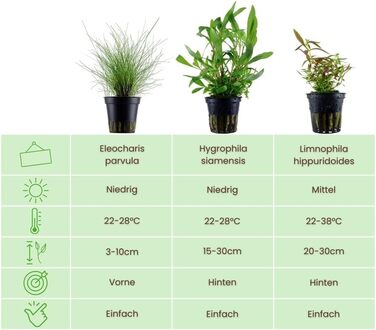 Набір акваріумних рослин AquaOne 5 шт. для початківців: Lilaeopsis, Lagenandra, Cryptocoryne, Echinodorus
