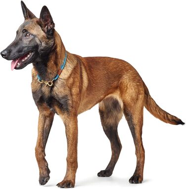 Нашийник для собак HUNTER OSS, мотузковий, з карабіном, морський стиль, L-XL (петроль)