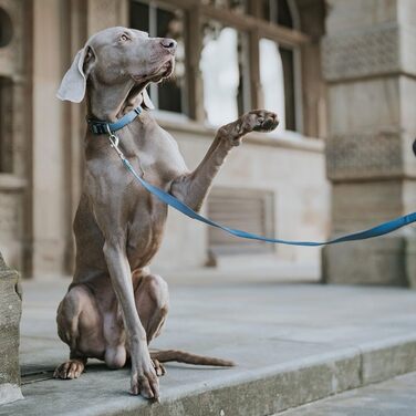 Нашийник для собак Hunter Vario Plus, сірий, M-L/2.0, надійна застібка, комфортний