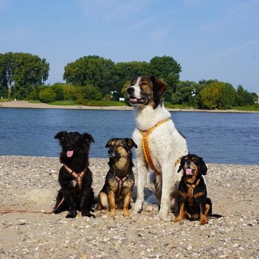 Нагрудник для собак Goldglöckchen, розмір S (52-64 см), колір золотий