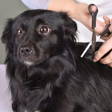 Професійна собача ножиця з круглим кінчиком з нержавіючої сталі, ножиця для очей для собак та котів, професійний інструмент для грумінгу, розмір 17 x 6,6 x 1,1 см 6371 + 6373