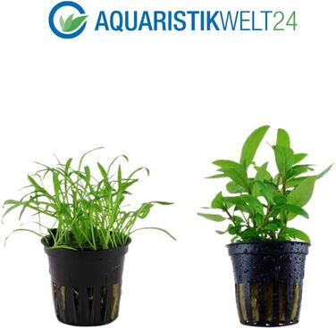 Набір акваріумних рослин AquaOne для нано-акваріума: 3 рослини — стеблова Hygrophila, ґрунтопокривна Eleocharis, аквасети для прісноводних акваріумів