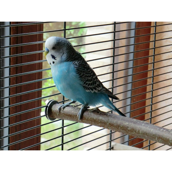 Сидячі жердочки Vogelgaleria для хвилястих папуг, набір пробних натуральних дерев'яних жердочок для клітки