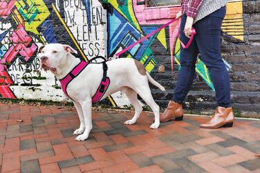 Шлея для собак PetSafe Easysport Medium рожева