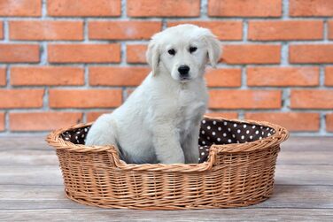 Корзина для собак та котів з плетеної лози e-wicker24, 75x75 см, з подушкою