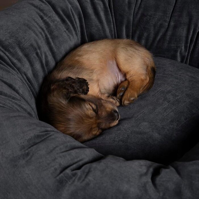 Нашийник для собак Scruffs Oslo Ringbett, розмір M, 55 см, сірий