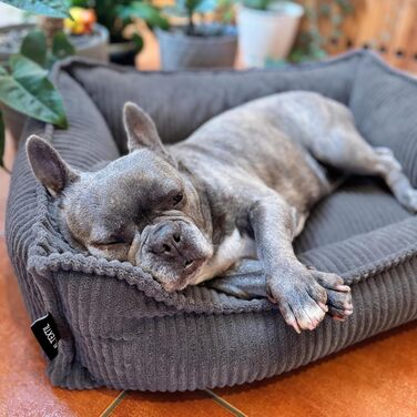 4L Textil М'яке собаче ліжко з корду Hugo Premium-LINE, ортопедичне, для маленьких собак, з піною з пам'яті, знімний чохол, плюшеве (темно-сірий, 60x40 см)