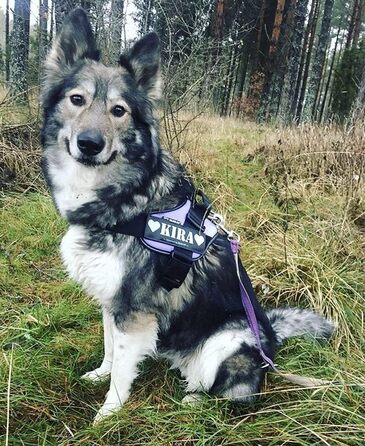 Шлея Julius-K9 IDC Powerharness для собак, фіолетова, розмір 1, з 2 патчами