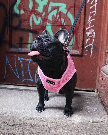 Нашийник для собак Пуппія (XS, Pink) - м'який, для малих та середніх порід, також для цуценят, анти-pull