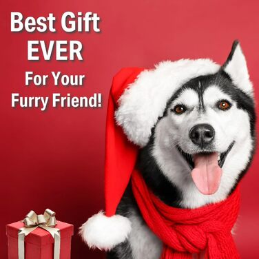 Водяна пляшка для собак PANJAL 600 мл, 4-в-1, витокозахисна, без BPA, з дозатором пакетів та відділенням для ласощів, з фільтром – для прогулянок, походів, подорожей, блакитна