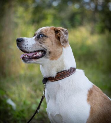 Нашийник для собак Джек Рассел з натуральної шкіри буйвола, ручної роботи, Talia (XL, 46-58 см)