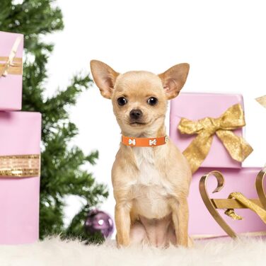 Нашийник для собак HALFSUO з шкіри та поводок Cobo: набір для малих та середніх собак та котів (L, помаранчевий)