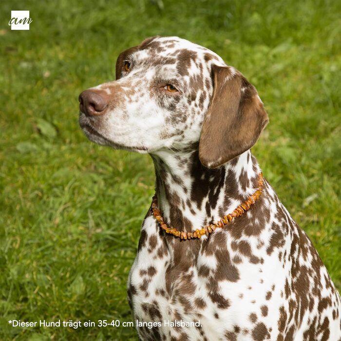 Янтарне намисто для собак та котів Amberta Bernstein | Нашийник для собак (45-50 см)