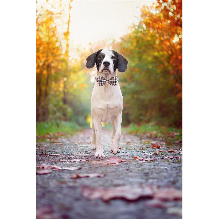 Елегантний поводок для собак Unique Tyle з клямкою та бантиком, для маленьких, середніх та великих собак та котів, XX-XL (S, коричневий)