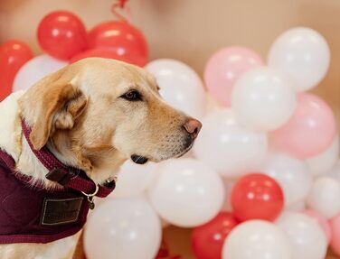 Kentucky Dogwear: Плетений нашийник для собак з нейлону Бордовий, розмір S, 42 см