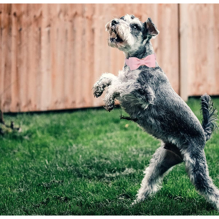 Нашийник для собак DOGWONG знімною метеликом, білий. Комфортний, регульований нашийник для собак маленьких та середніх порід. Чудовий подарунок для дівчаток та хлопчиків. (Medium, 1 шт., світло-рожевий)