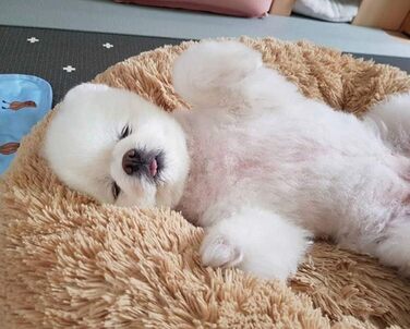 М'яке ортопедичне ліжко для домашніх тварин для собак і котів, ліжко-гніздо у вигляді пончика, для маленьких, середніх і великих собак, подушка для собак, яку можна прати - 60*60*20 см (70*70*20 см, Бежевий)