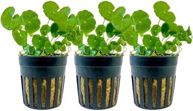 Водяна рослина для акваріума Hydrocotyle leucocephala, 3 шт., середній план, акваріумна рослина з розеткою, повністю вкорінена, легка для акваскейпінгу, декор AquaOne