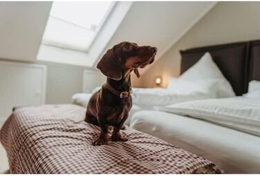 Нашийник для собак HUNTER Aalborg Soul, колір коньячний з сердечком, міцний, розмір 30