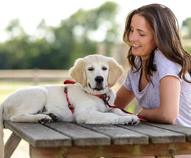 Шлейка для собак HALTI Walking, розмір M, червона. М'який неопреновий наповнювач, 5 регульованих ременів, світловідбиваюча тканина 3M. Підходить для середніх собак