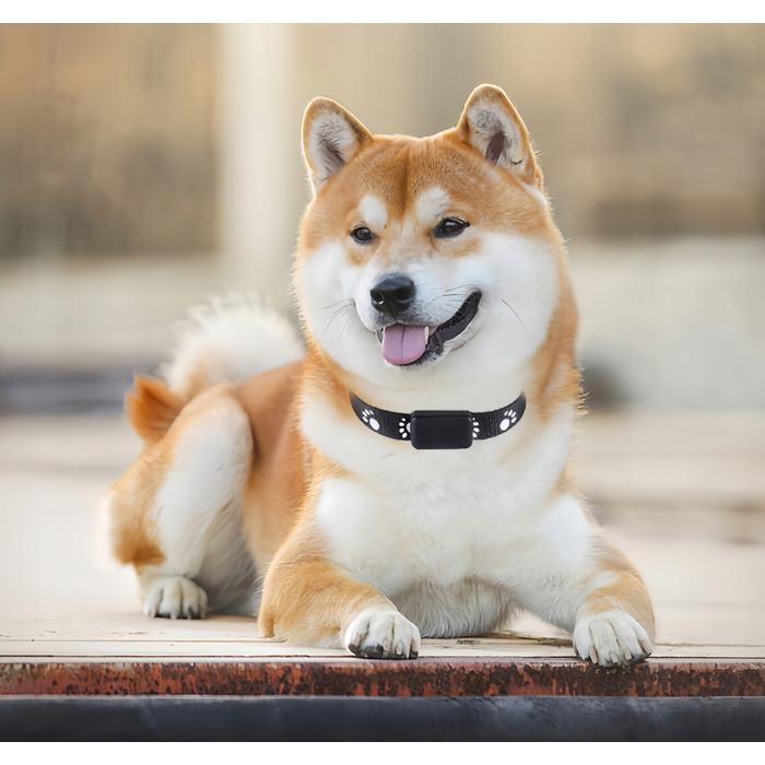 GPS-трекер для собак та котів: міні-нашийник для тварин без абонплати з додатком