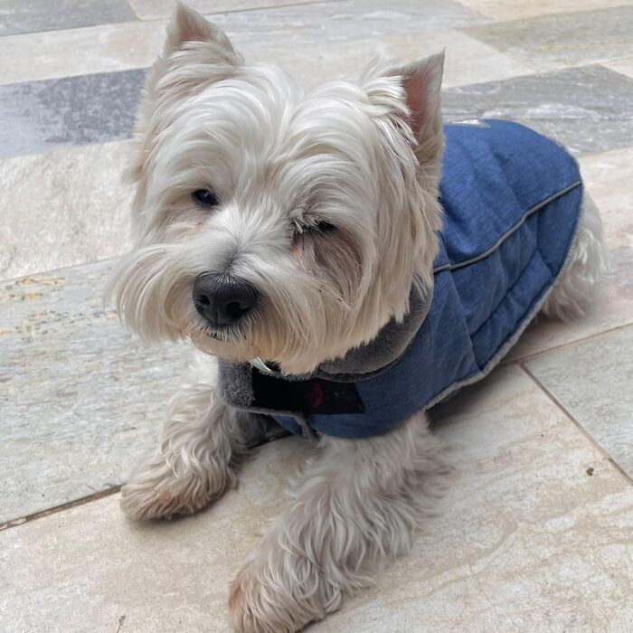 Benetton Hundebett для середніх собак, сірий, 90 см, ергономічне, з поліестеру, придатне для прання