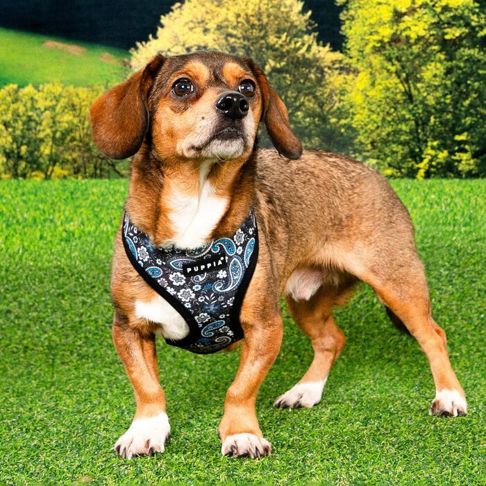 Нашийник для собак Puppia Cynthia з паєтками, блакитний, великий (L), для маленьких та середніх собак