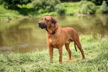 Нашийник для собак HUNTER Neopren Vario Plus, червоно-чорний, розмір L/2.5, міцний нейлон, м'яка неопренова підкладка, регульований, з поглиначем ривка, зручний, легкий у догляді