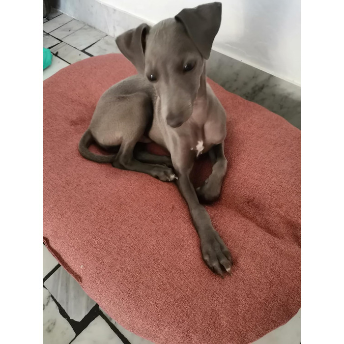 Крісло-лежанка для собак Croci Hydro, овальне, вологостійке, сіре, 102 x 67 см