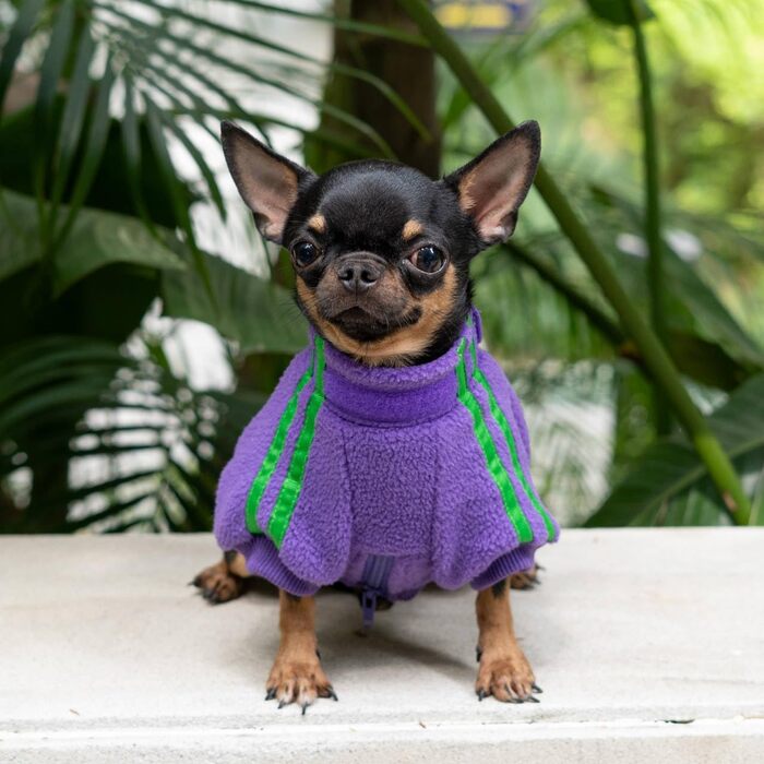 Флісова куртка для собак, тепла зимова куртка з блискавкою для маленьких цуценят, фіолетовий колір, розмір XS