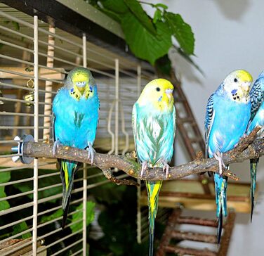 Сидячі жердочки Vogelgaleria для хвилястих папуг, набір пробних натуральних дерев'яних жердочок для клітки