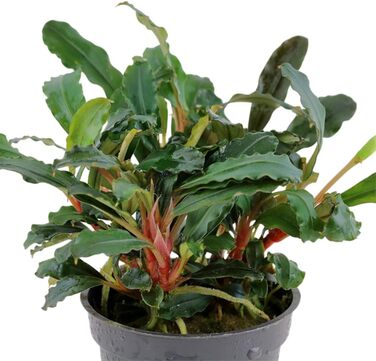 Акваріумна рослина Bucephalandra sp. 'Red' AquaOne, 3 шт, водна рослина для акваріума, повністю вкорінений кореневище, легкий догляд, для акваскейпінгу та декору