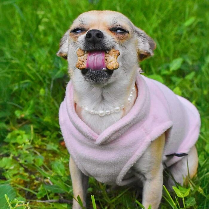 Тепла жилетка JACKO & CO для собак та котів з кільцем для повідка – м'яка, легка, дихаюча (XXL, Рожева)