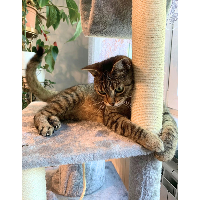 Високий когтеточка-комплекс із лежаком та стовпчиком для кігтів Petstory 101 — 160 см