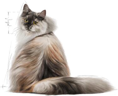 Корм для котів Royal Canin Hair & Skin для здоров'я шкіри та шерсті, 2 кг