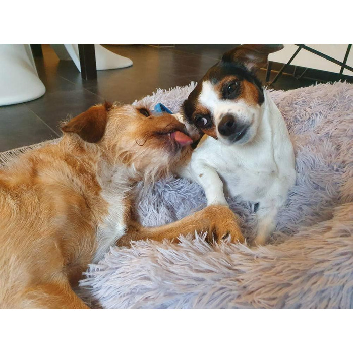 М'яке ліжко-софа для собак Deluxe, кругла, з плюшу, 60 см, світло-сірий колір. Підходить для великих і екстра-великих собак та котів. З водонепроникною основою. Легко миється.