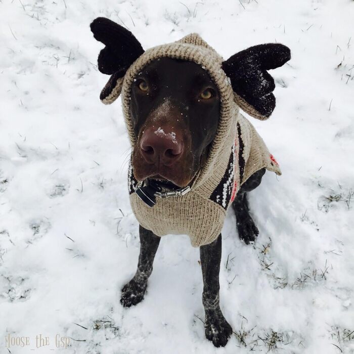 Теплий худі Chilly Dog Moosey з капюшоном для собак, розмір L