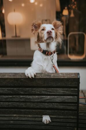 Нашийник для собак HUNTER Neopren Vario Plus, нейлон, неопрен, регульований, з поглинанням ривка, комфортний, розмір L/2,5, колір: мідний/сірий