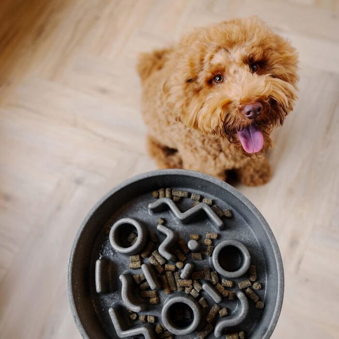 Повільний годівник для собак District 70 Bamboo - діаметр 28 см, сірий