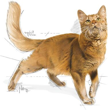 Корм для котів Royal Canin Feline Fit 32, сухий, для підтримки форми, 4 кг