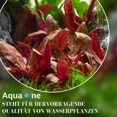 Водяна рослина для акваріума Hydrocotyle leucocephala, 3 шт., середній план, акваріумна рослина з розеткою, повністю вкорінена, легка для акваскейпінгу, декор AquaOne