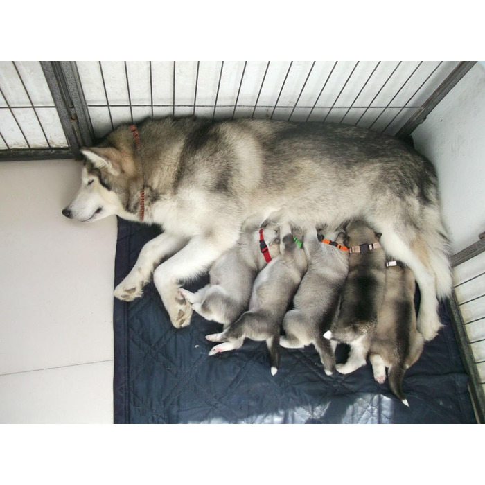 Нашийники для цуценят All4pet, м'який нейлон, 12 шт.