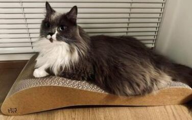 Кігтеточка для котів з картону, лежанка Lounge, кігтешкребок з гофрокартону, захист від пошкодження меблів - кігтеточка з картону 68×25×13 см (аромат котячої м'яти)