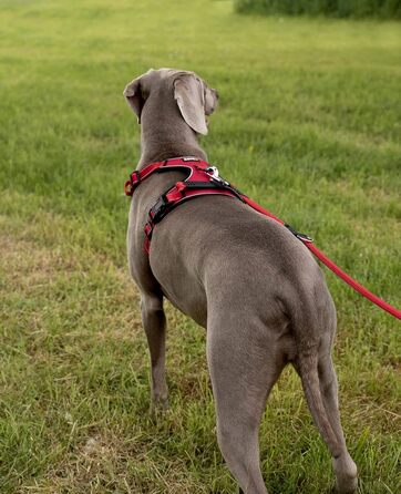 Нашийник для собак Lionto, розмір L, червоний, з м'якої нейлону, анти-тяга, з 2 кільцями та 4 регульованими ремінцями, з гумовою ручкою